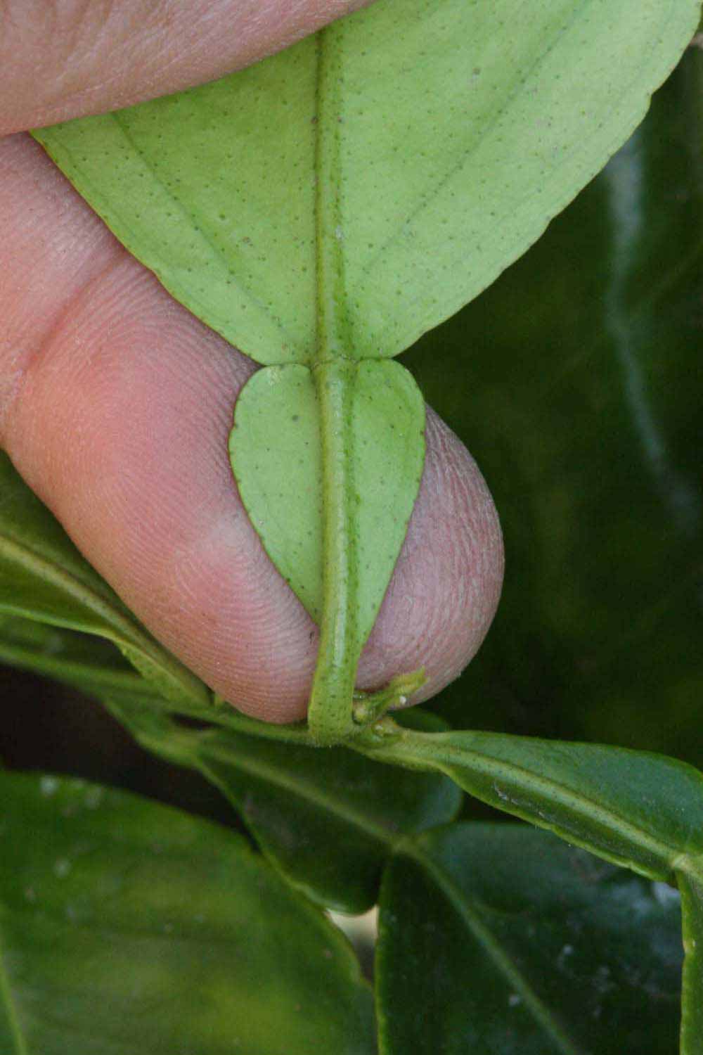              Petiole (Riverside, CA)       